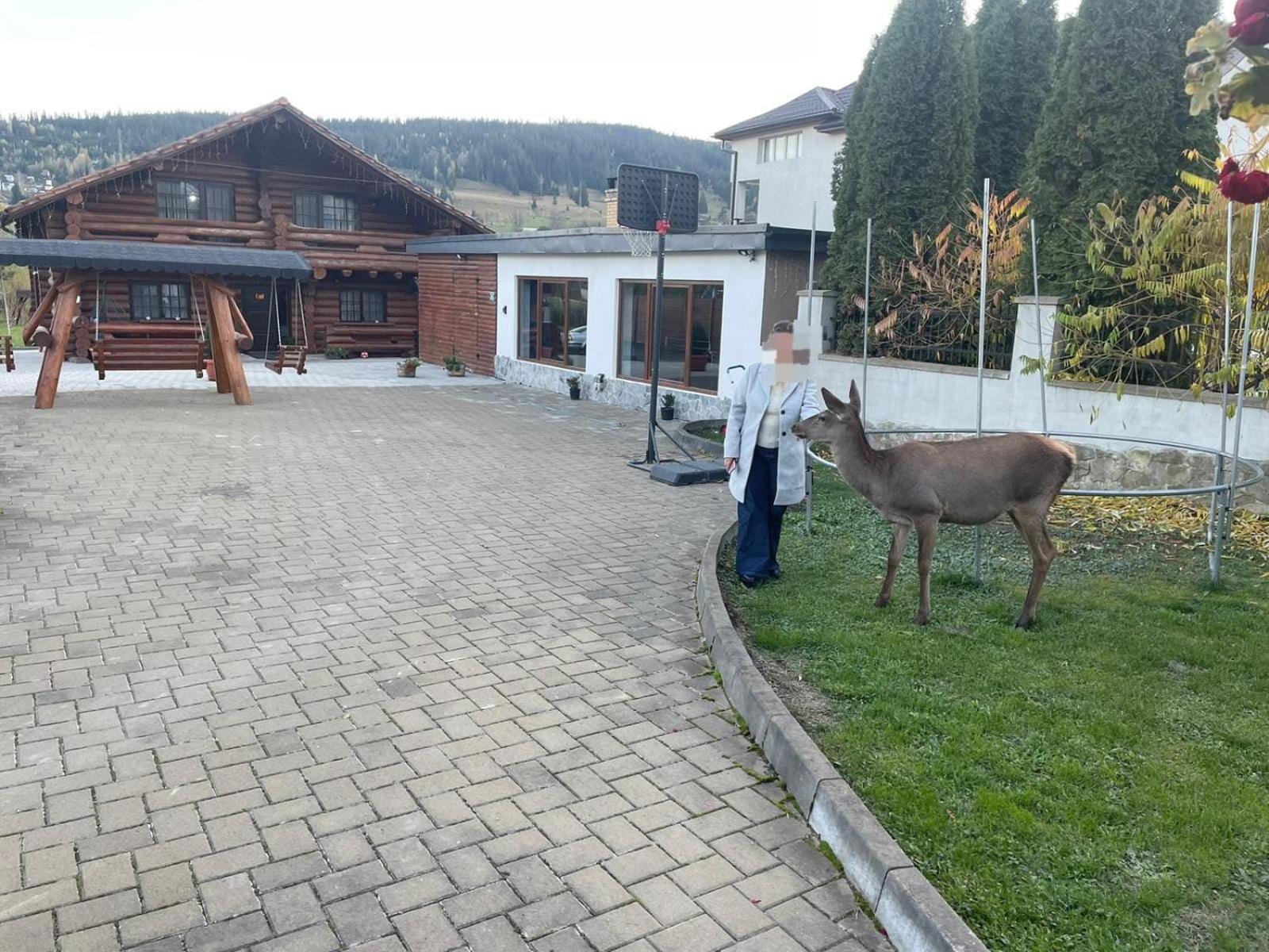 Вилла Casa De Munte Ватра-Дорней Экстерьер фото